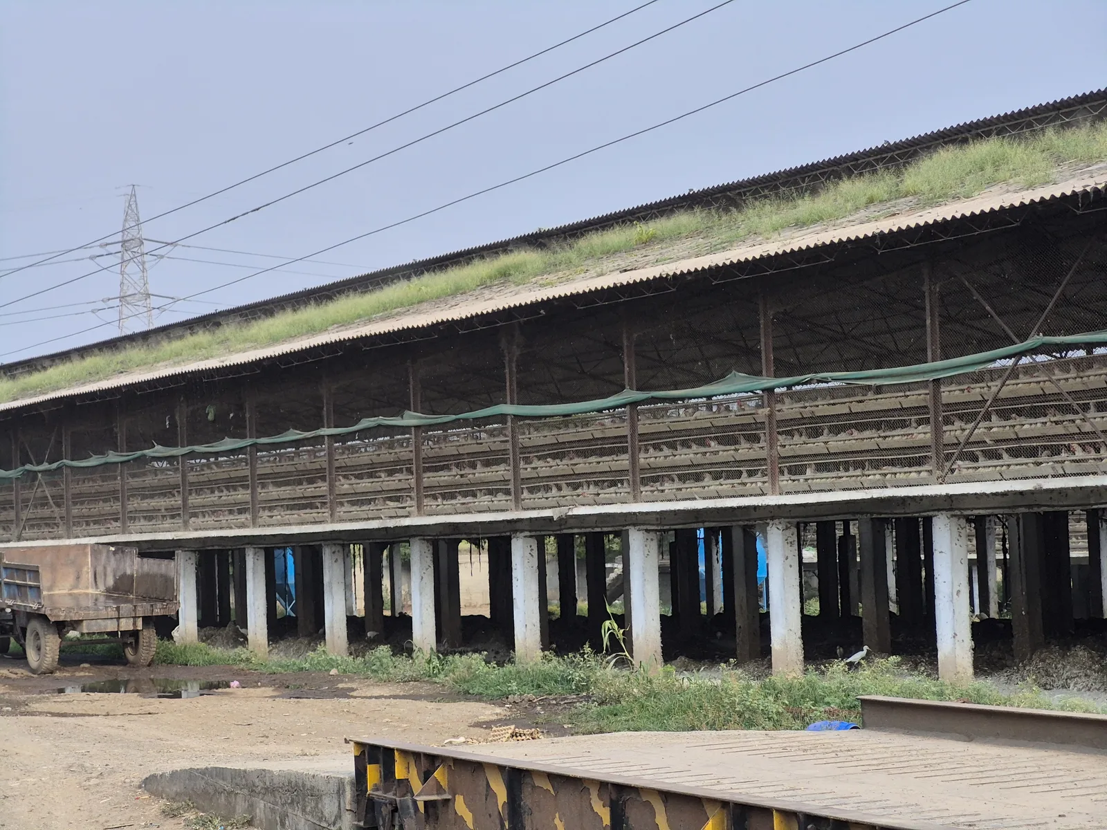 Jagdamba poultry farm shed