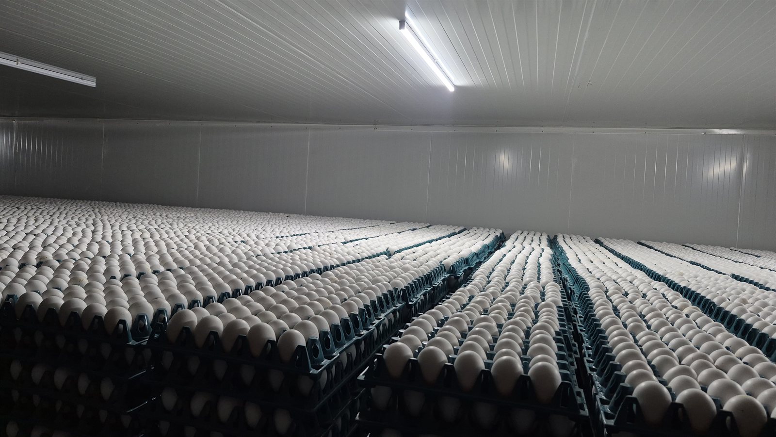 Egg storage room aisle view showing packed trays stretching across the room