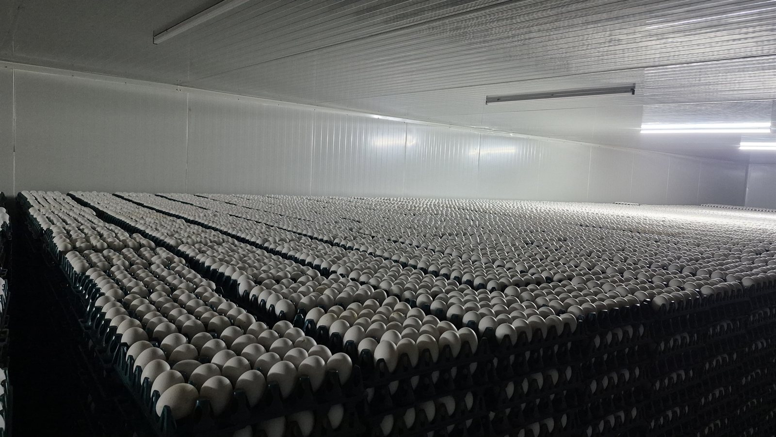 Wide interior view of the egg storage room with long rows of packed trays