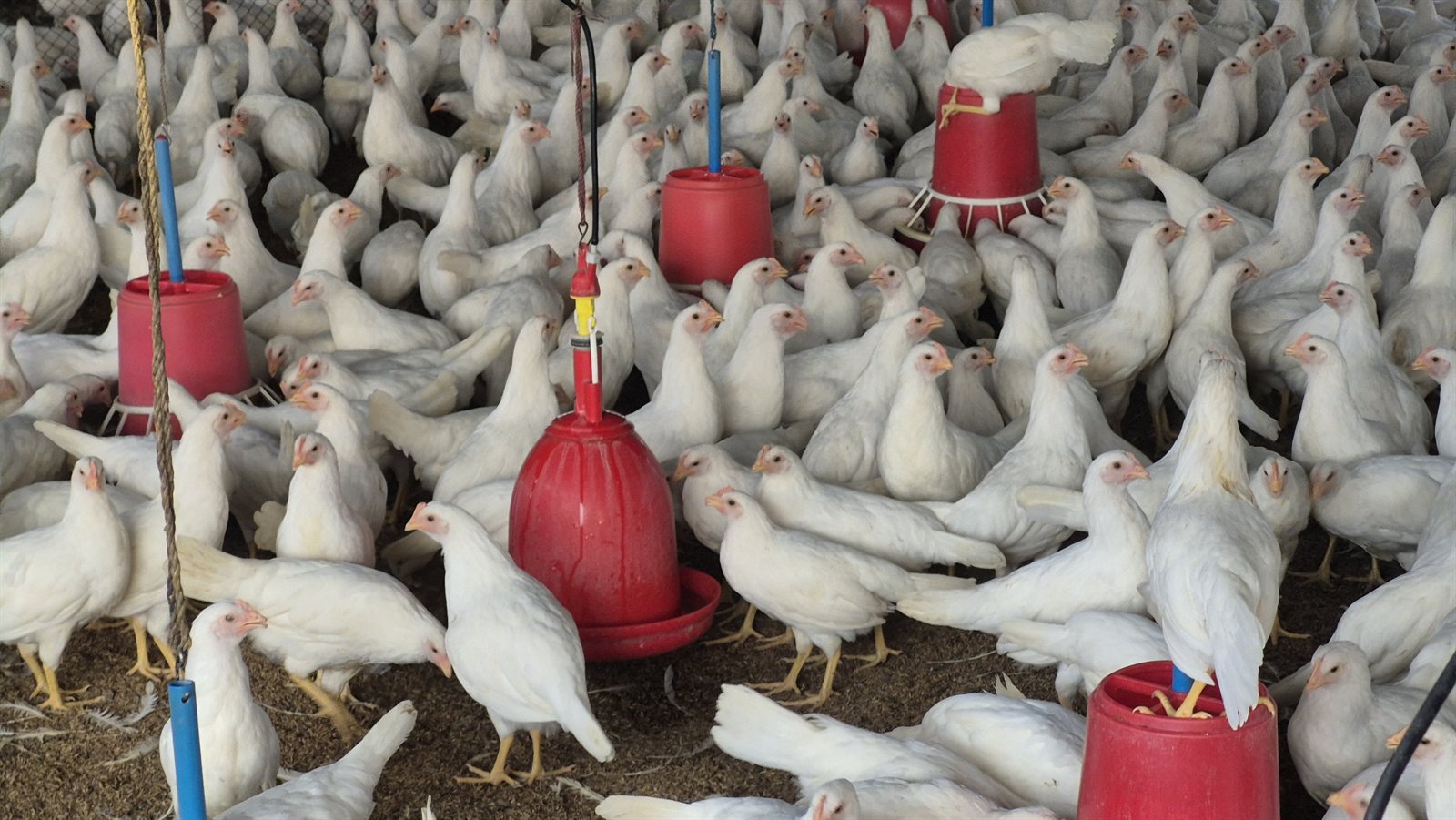 Cluster of white birds gathered around red hanging feeders inside the poultry shed