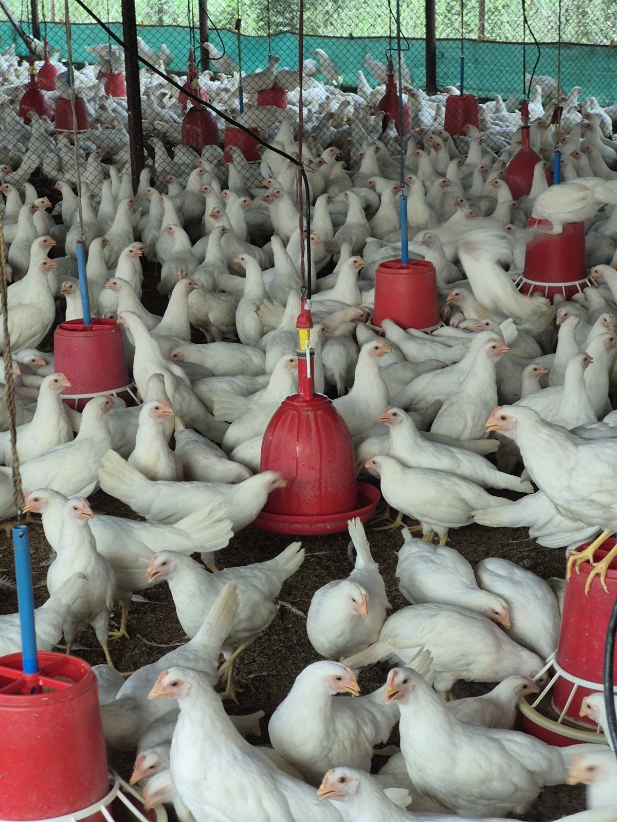 Portrait view of the flock around red feeders inside the poultry house