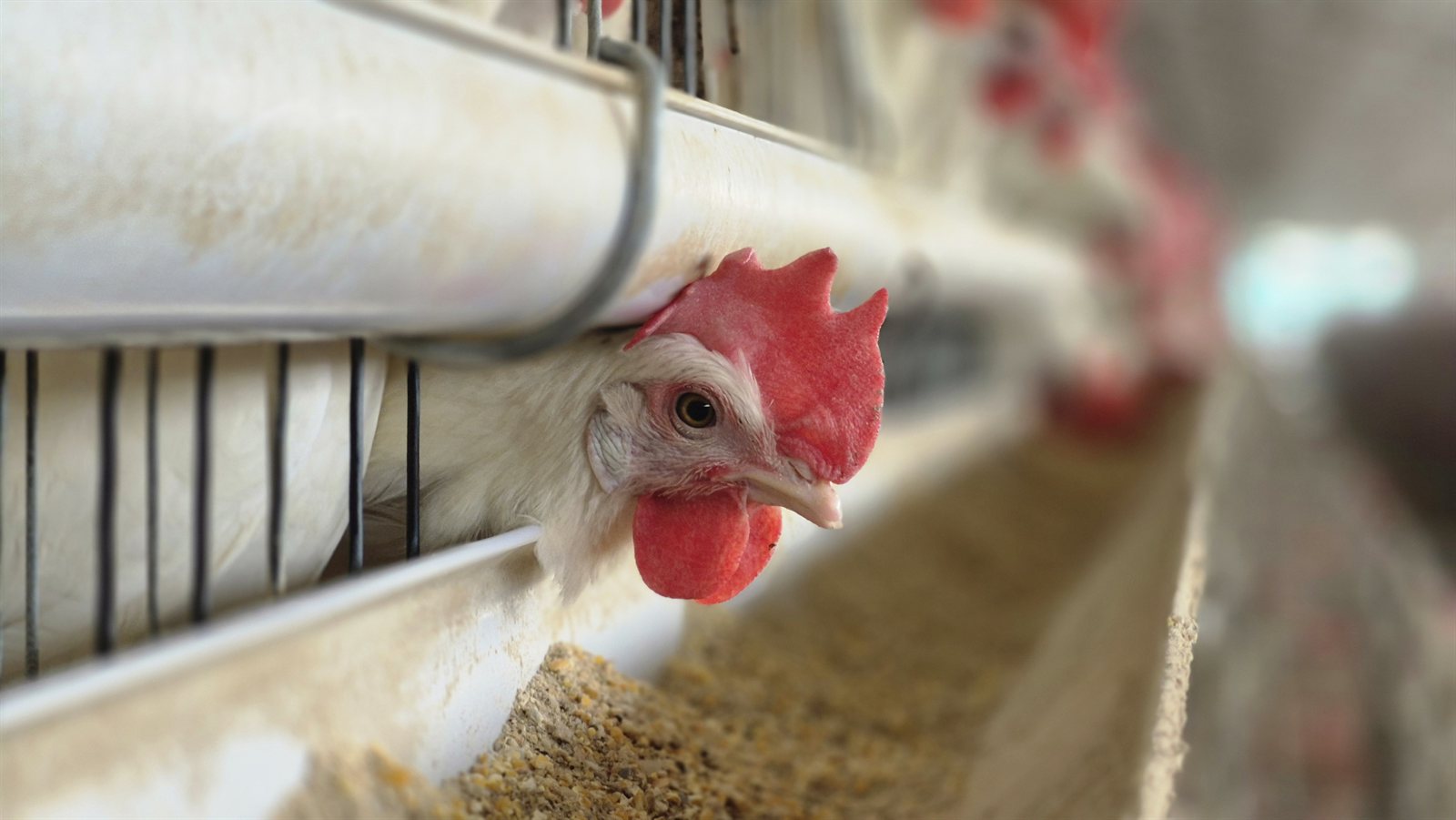 Close-up of a white hen beside the feeding line inside the poultry house
