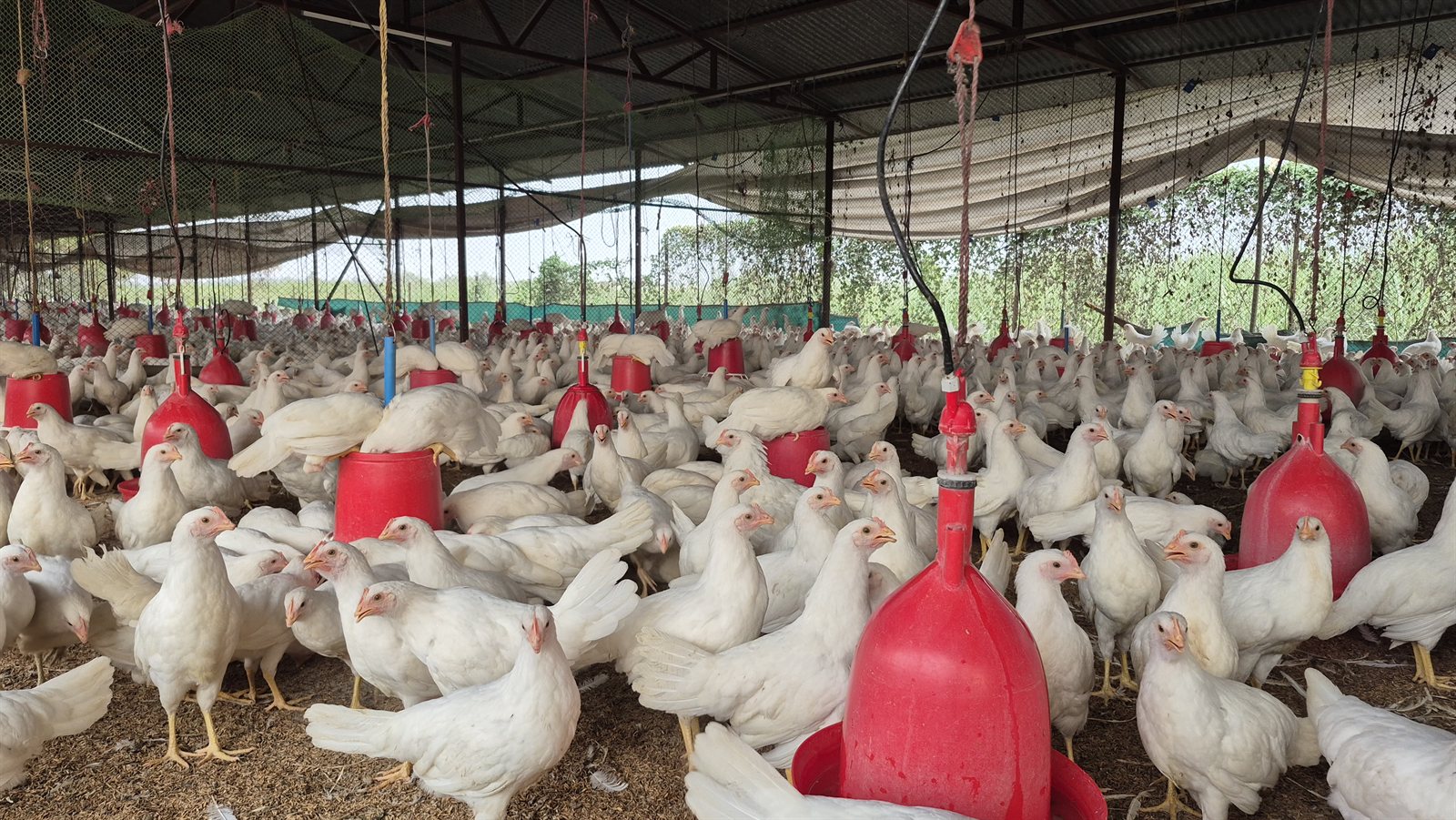Interior flock view across the open poultry house with red feeders hanging through the shed