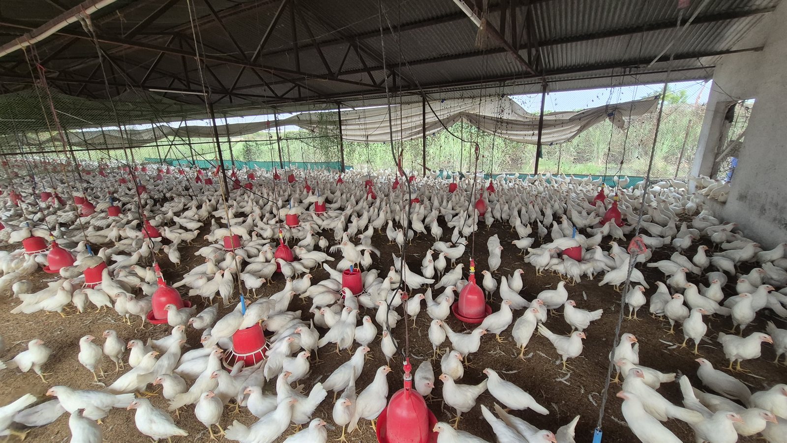 Wide view across the poultry house showing a large live flock and feeder layout