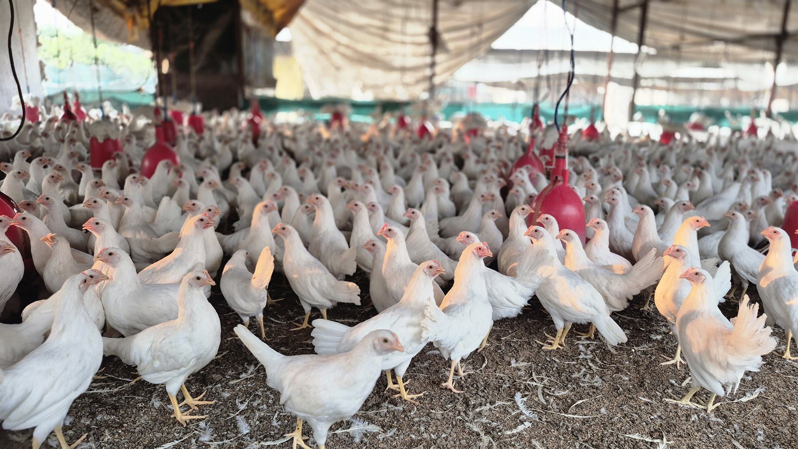 Wide flock view inside the poultry house with feeders and drinkers visible across the floor