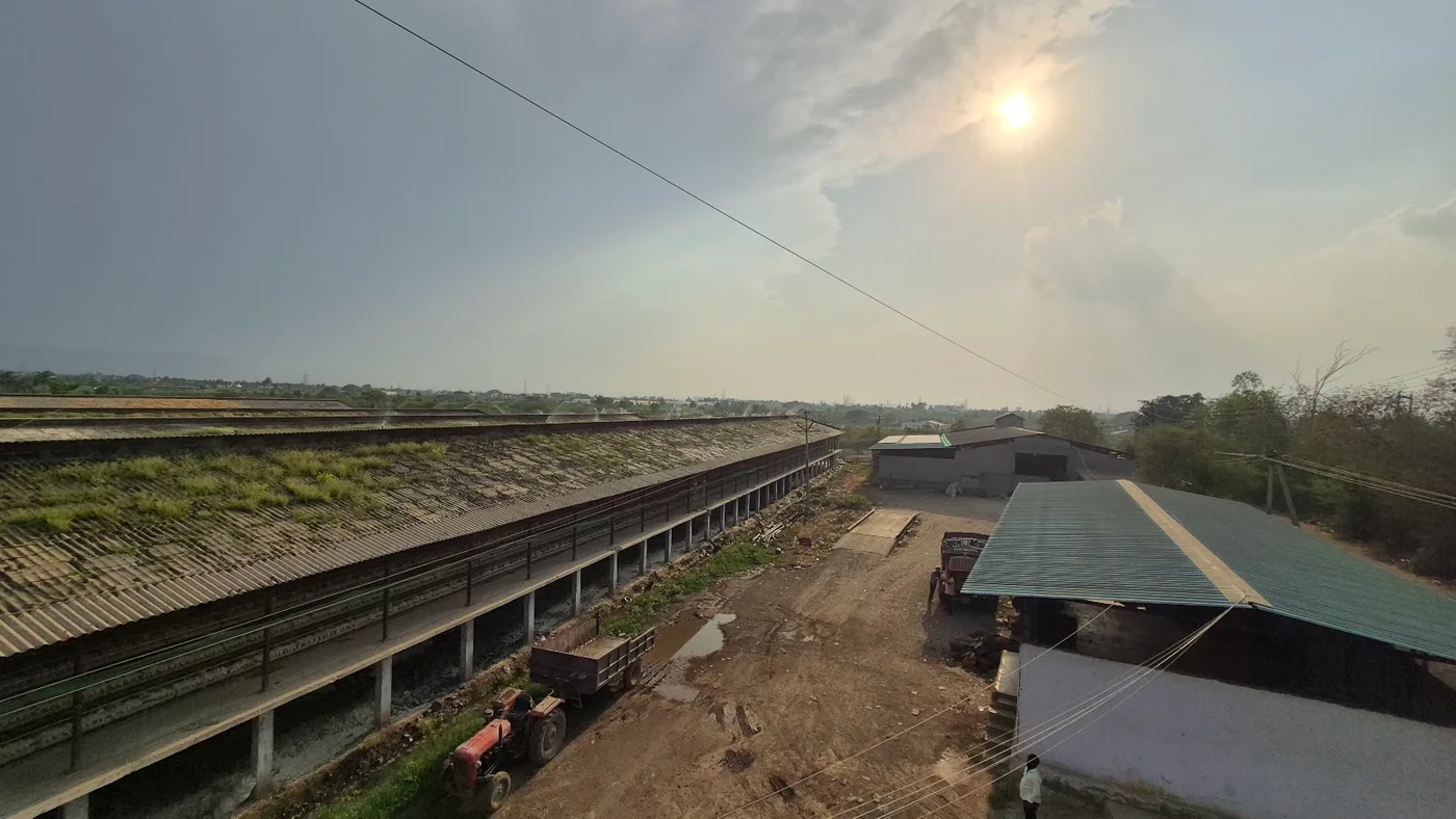 Sunlit operations yard beside the poultry sheds