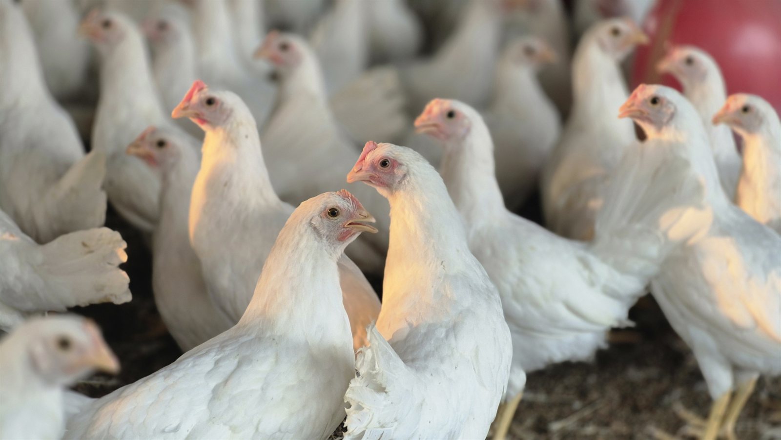 Group of white poultry birds gathered inside the shed in warm golden light