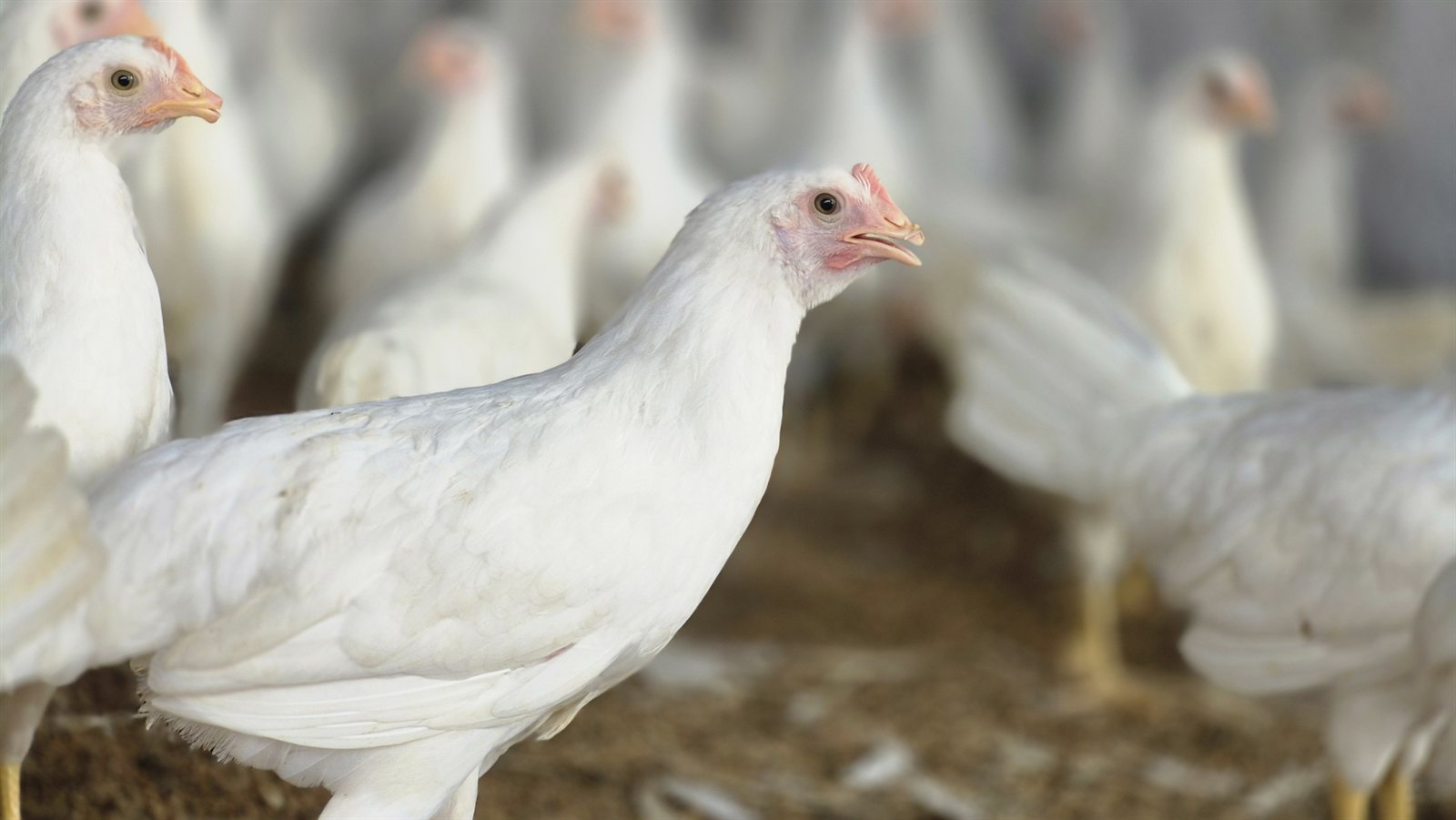 White poultry bird standing inside the shed with the rest of the flock softly blurred behind it